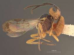 Image of Aridelus nigrithorax Muesebeck 1936