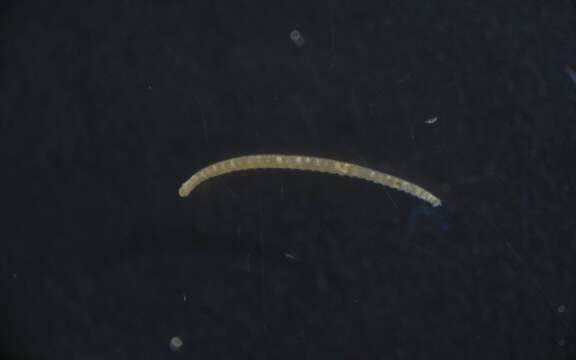 Image of Poecilochaetidae