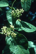 Image of Fischeria scandens DC.