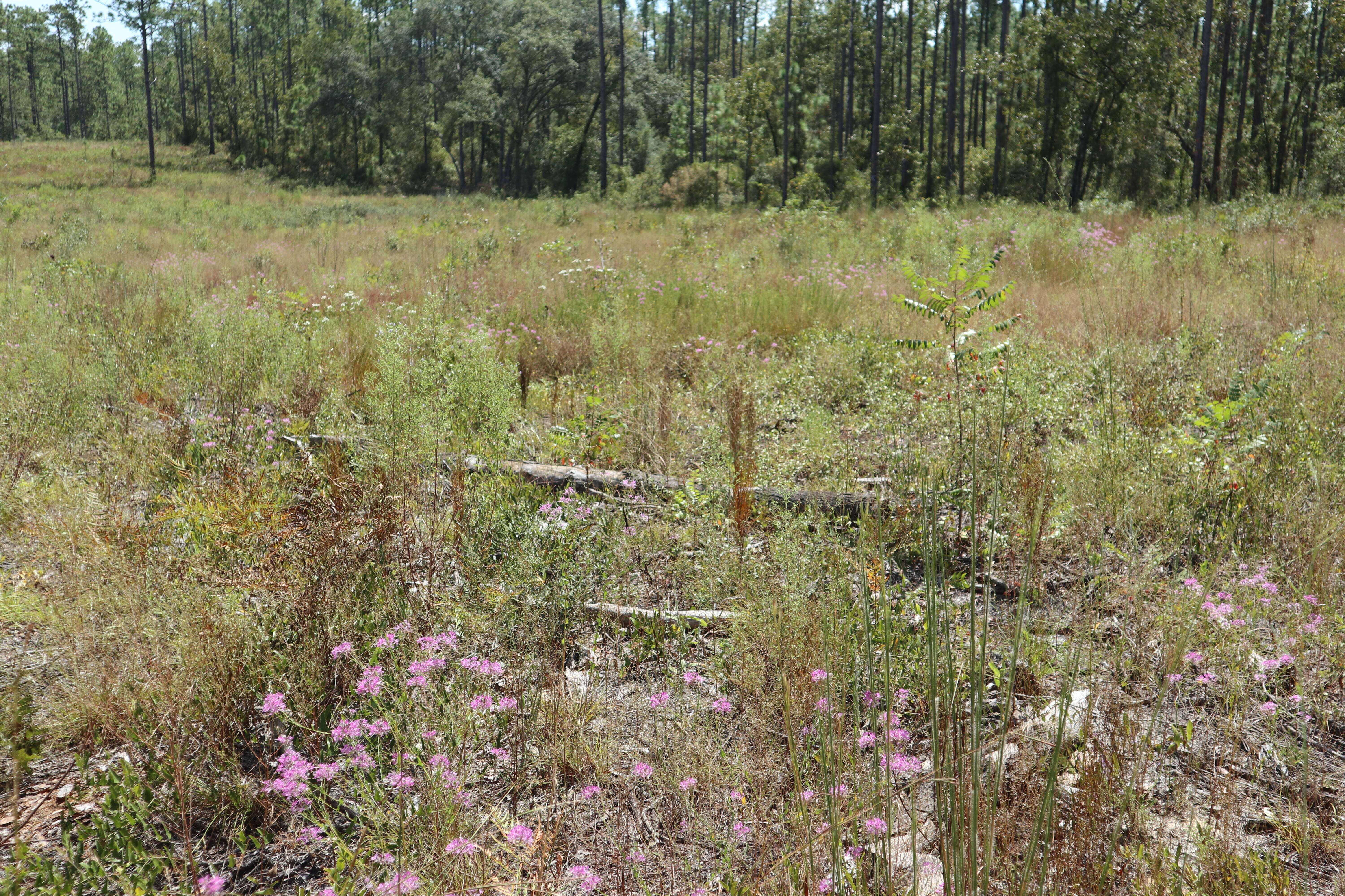 Image of sessileleaf pinelandcress