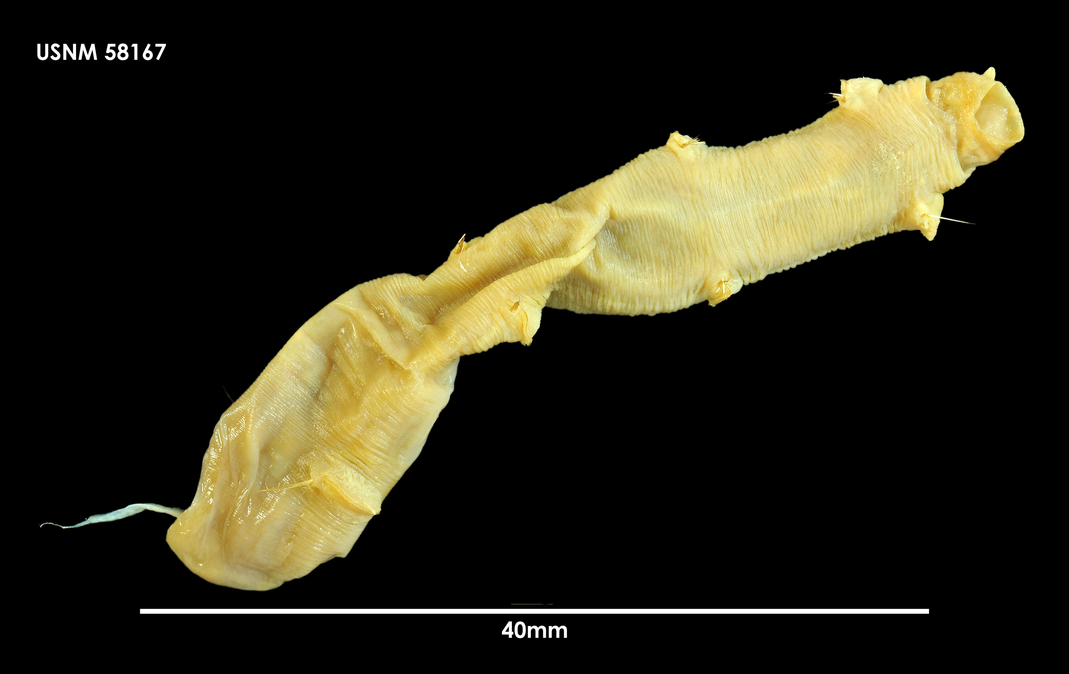Image of Abyssoclymene annularis Hartman 1967