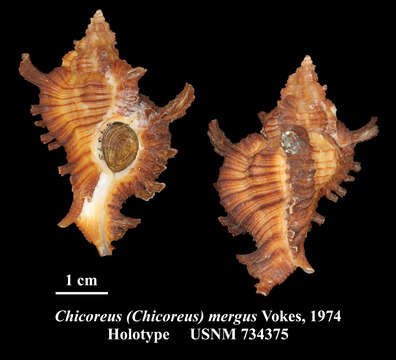 Sivun Chicoreus mergus Vokes 1974 kuva