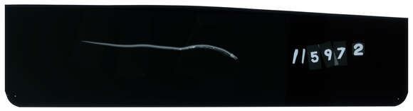 Image of Indo-Pacific slender worm-eel