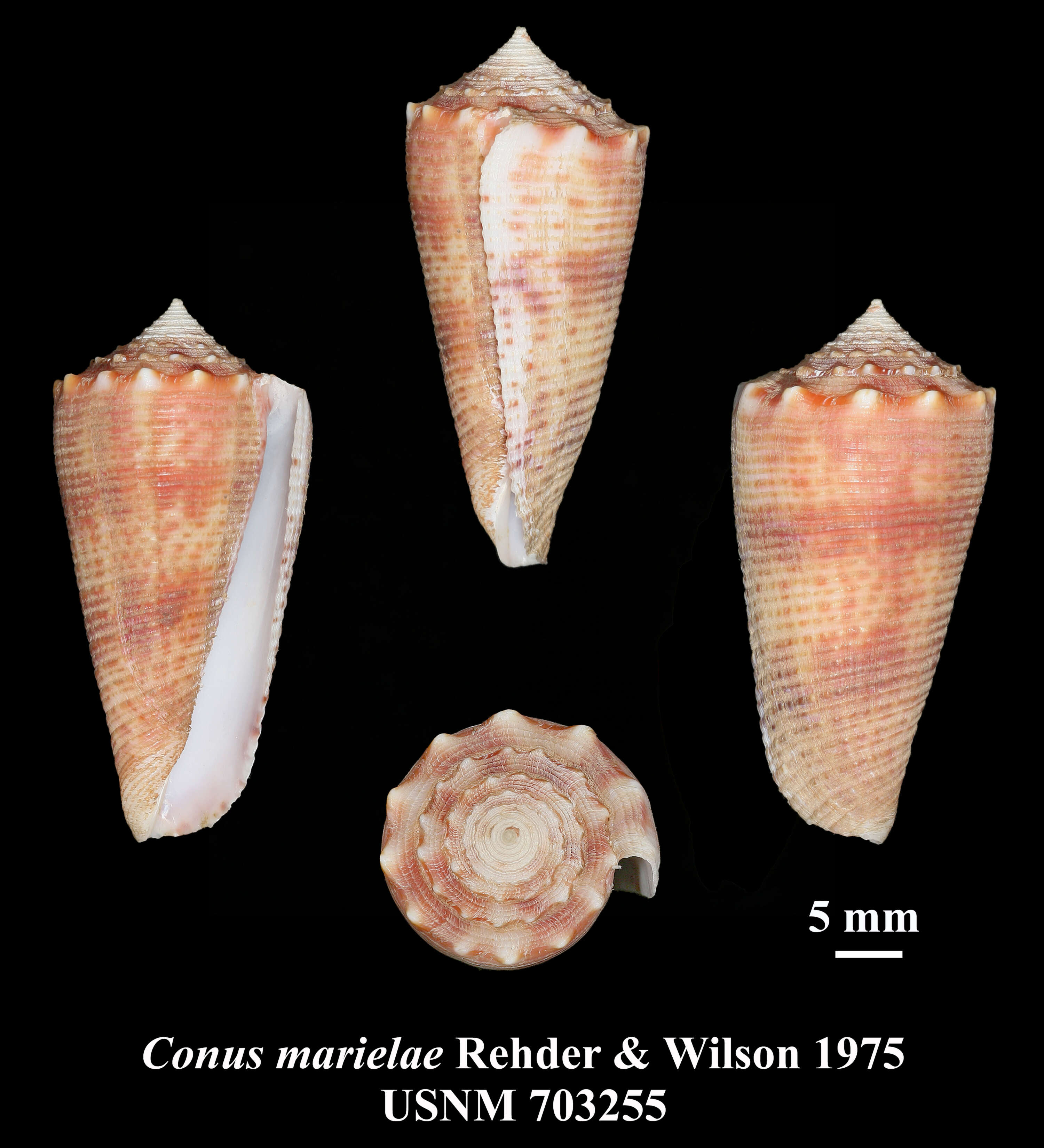 Image of Conus marielae Rehder & B. R. Wilson 1975