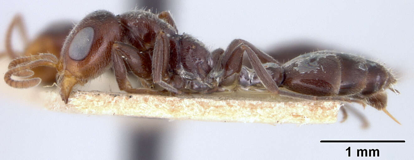 Image of <i>Pseudomyrma elongata</i> Guérin-Ménéville 1844