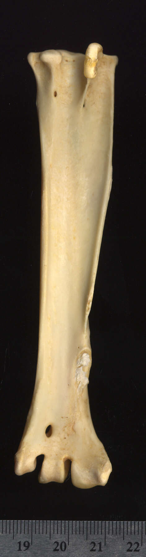 Image of Pithecophaga Ogilvie-Grant 1896