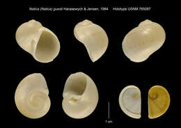 Image of Notocochlis guesti (Harasewych & Jensen 1984)