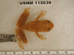 صورة Ptychohyla euthysanota (Kellogg 1928)