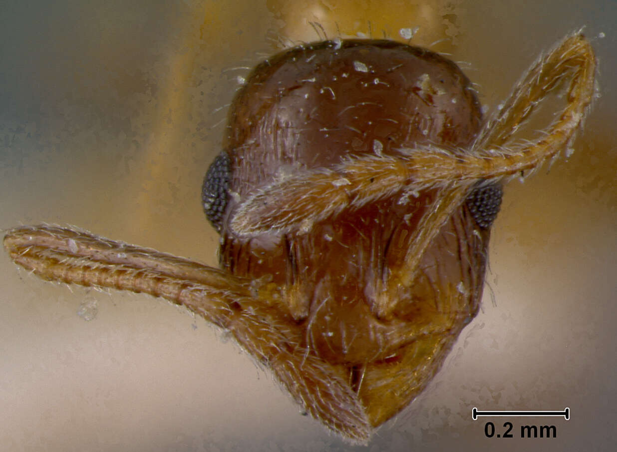 Imagem de Leptothorax delaparti Forel 1890