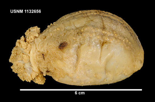 Слика од Staurocucumis liouvillei (Vaney 1914) Ekman 1927