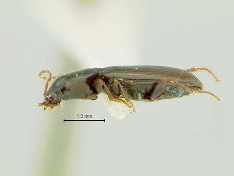 Image of Bembidion (Notaphus) dejectum Casey 1884