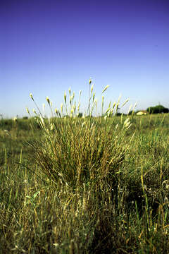 صورة Bothriochloa Kuntze