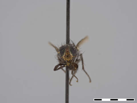 صورة Eucalliphora arta Hall 1948