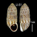 Image of Cerion melanostomum Clench 1934