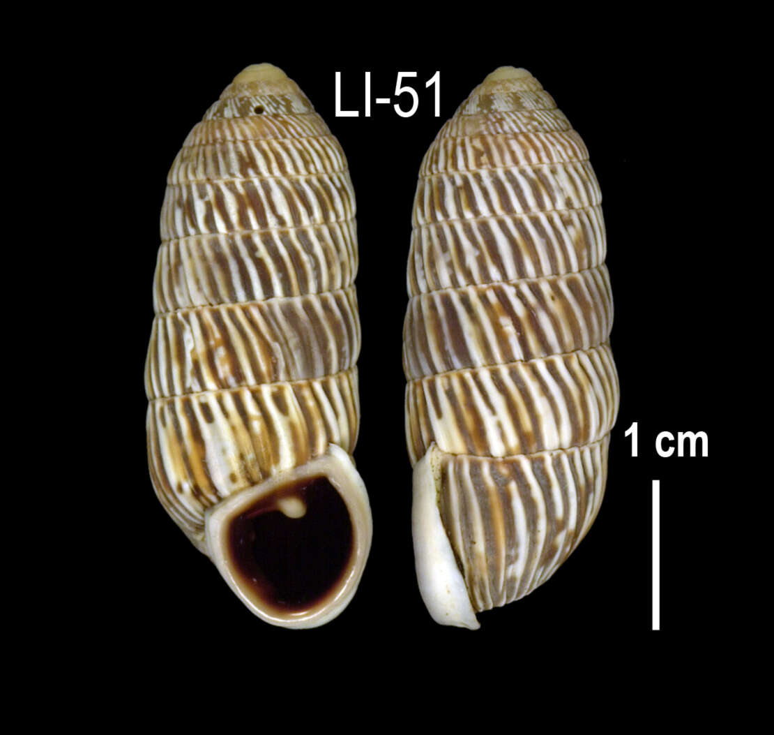 Image of Cerion melanostomum Clench 1934