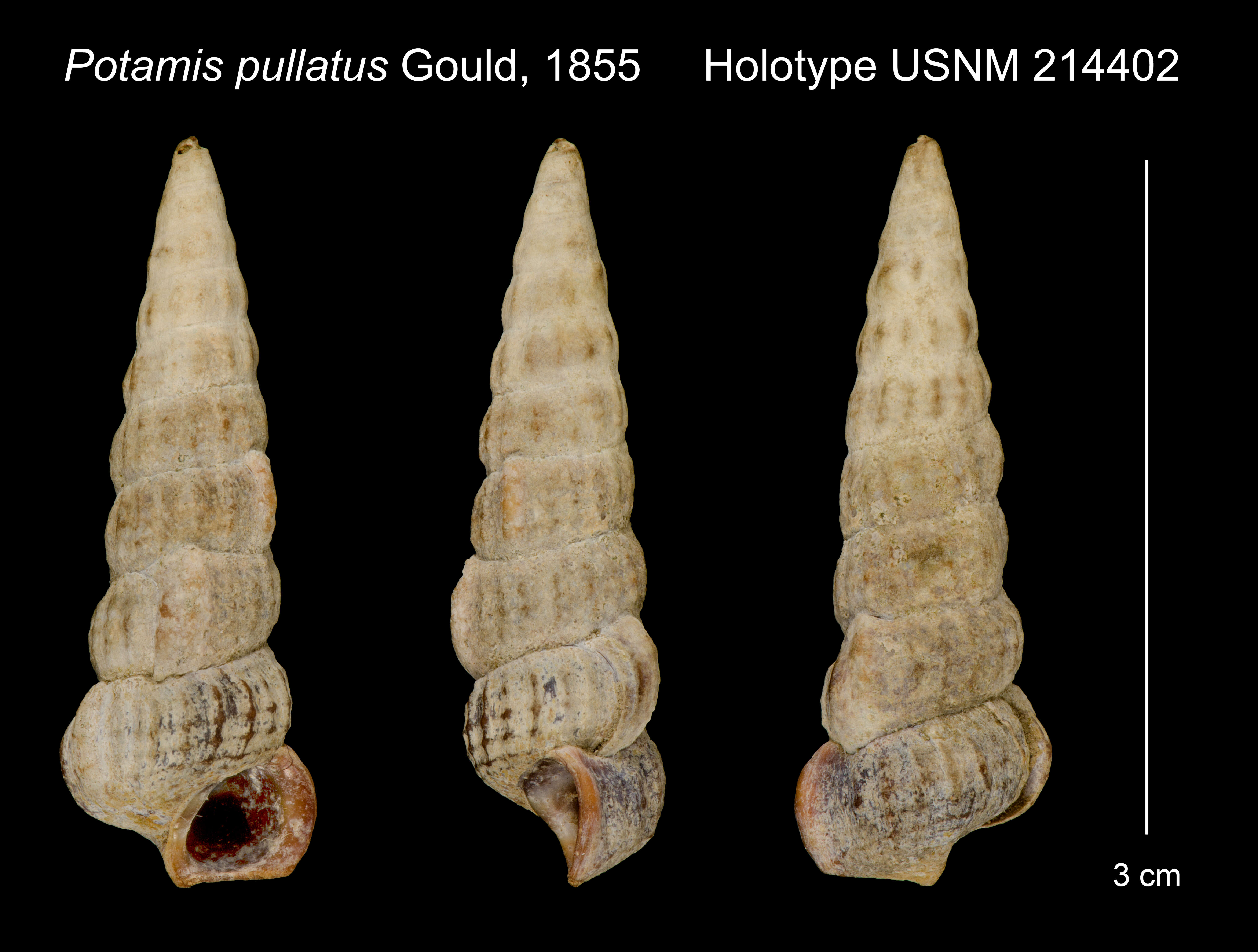 Image of Potamethus Chamberlin 1919