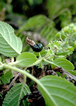 Phyllostegia ambigua (A. Gray) Hillebr. resmi