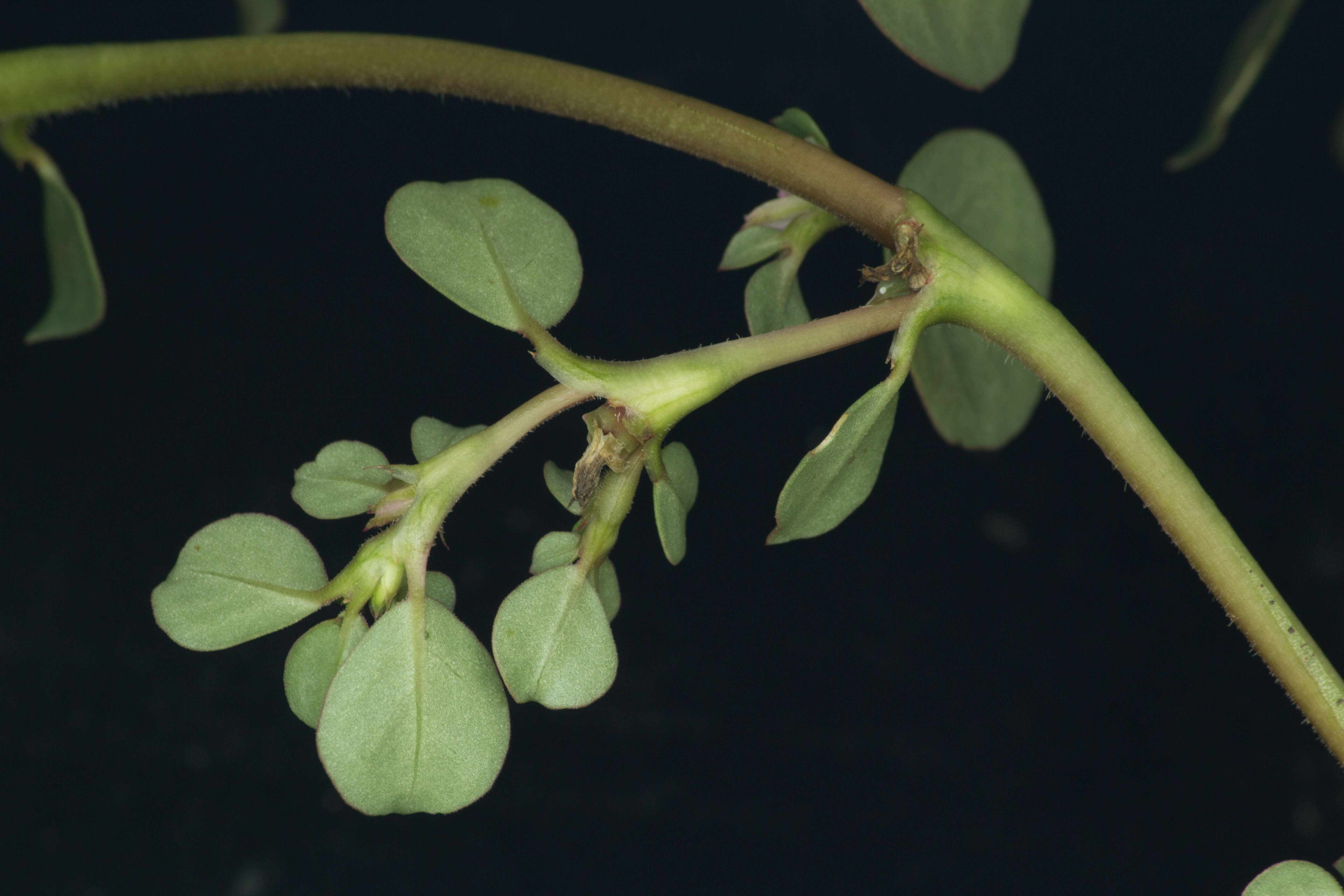 Image of desert horsepurslane