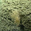 Image of armoured sea fan coral