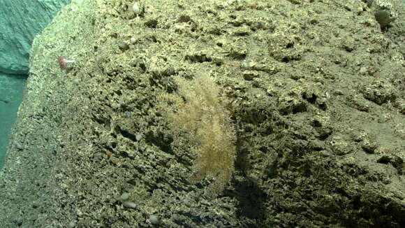 Image of armoured sea fan coral