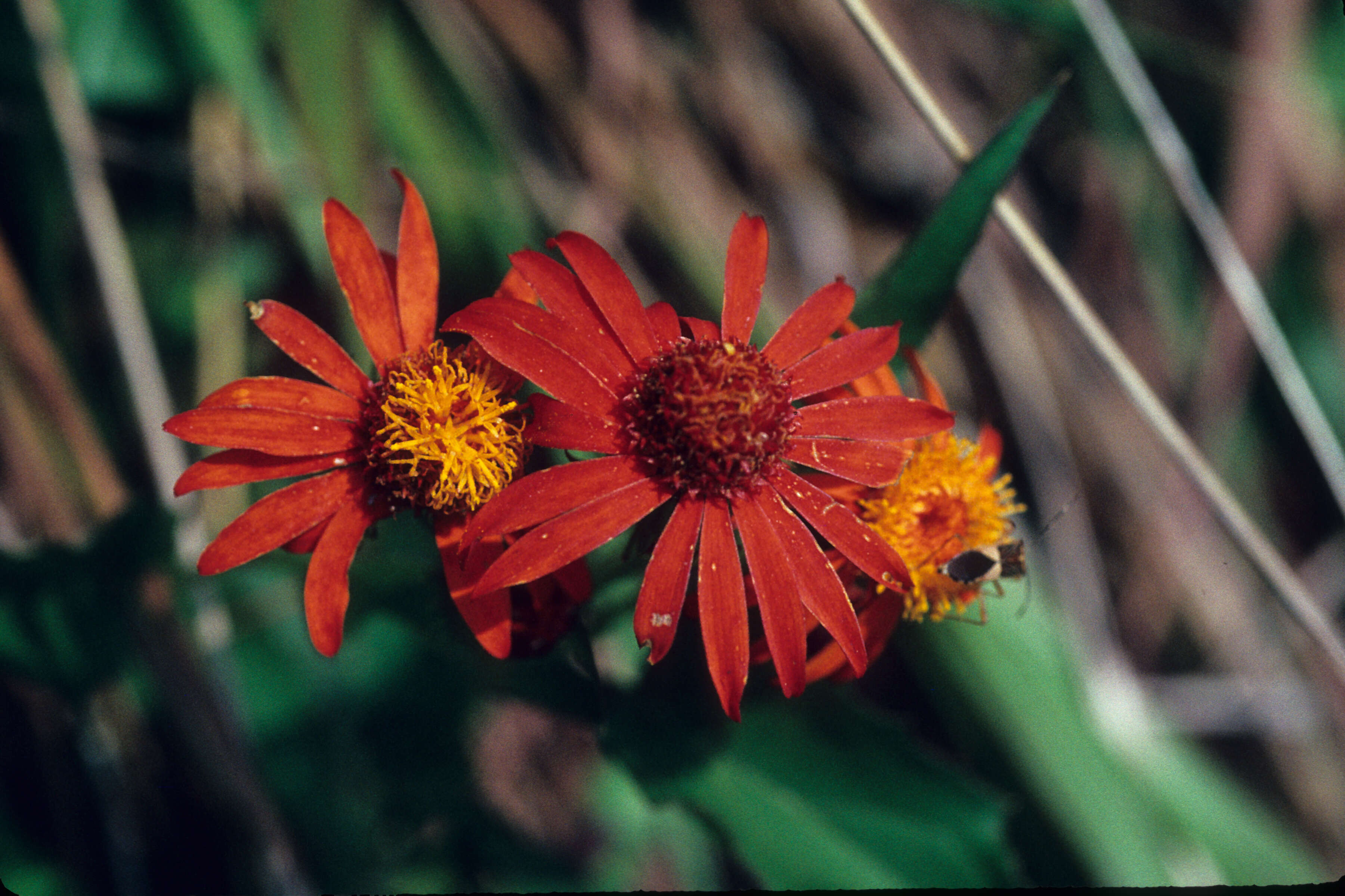 Image de Pseudogynoxys cabrerae H. Rob. & Cuatrec.