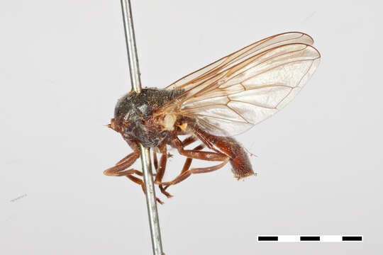 صورة Cheilosia hoodiana (Bigot 1884)