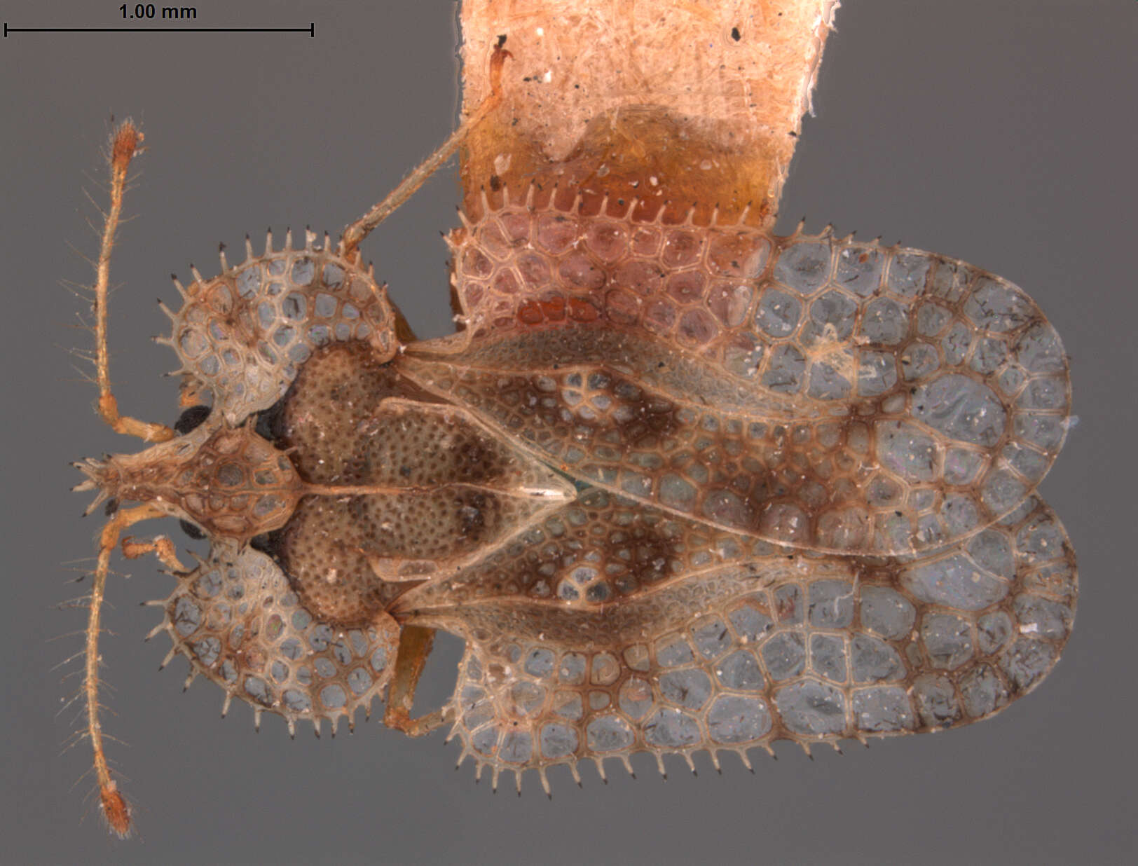 Image of Corythucha eriodictyonae Osborn & Drake 1917