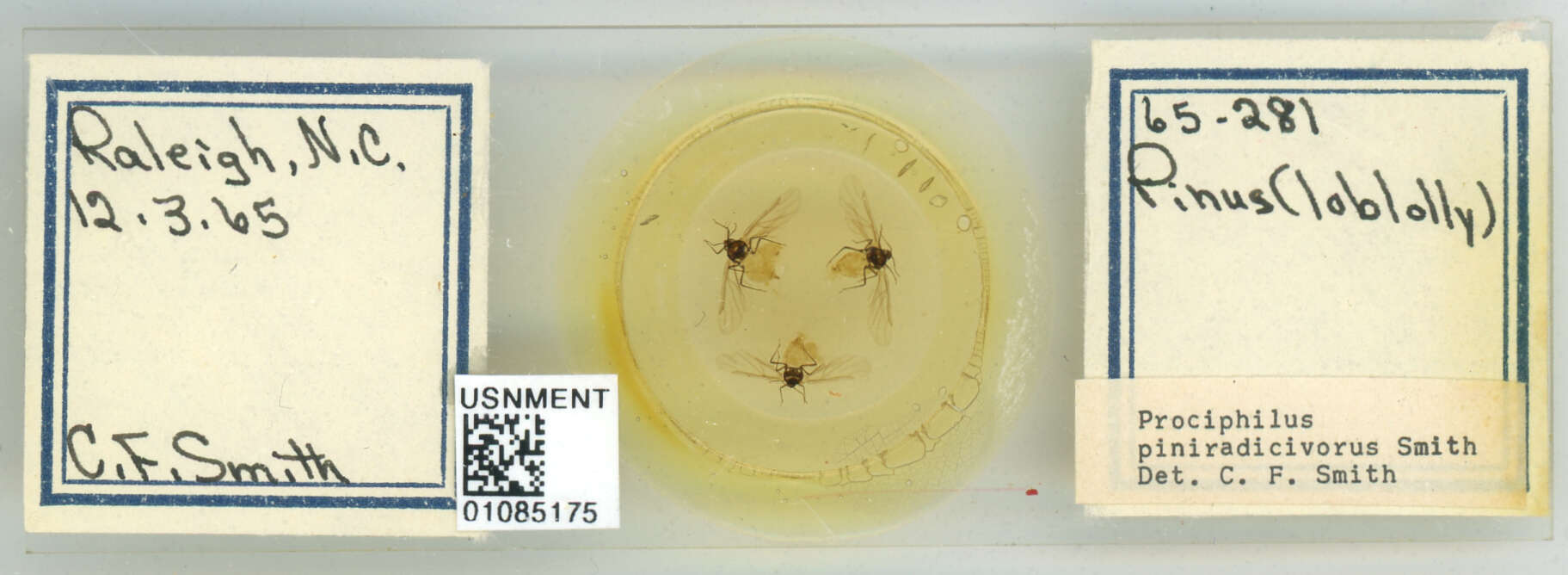 Image of Prociphilus (Prociphilus) piniradicivorus Smith & C. F. 1969