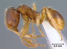 Image of Aphaenogaster Mayr 1853