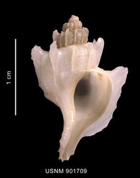 Image of Trophon paucilamellatus Powell 1951