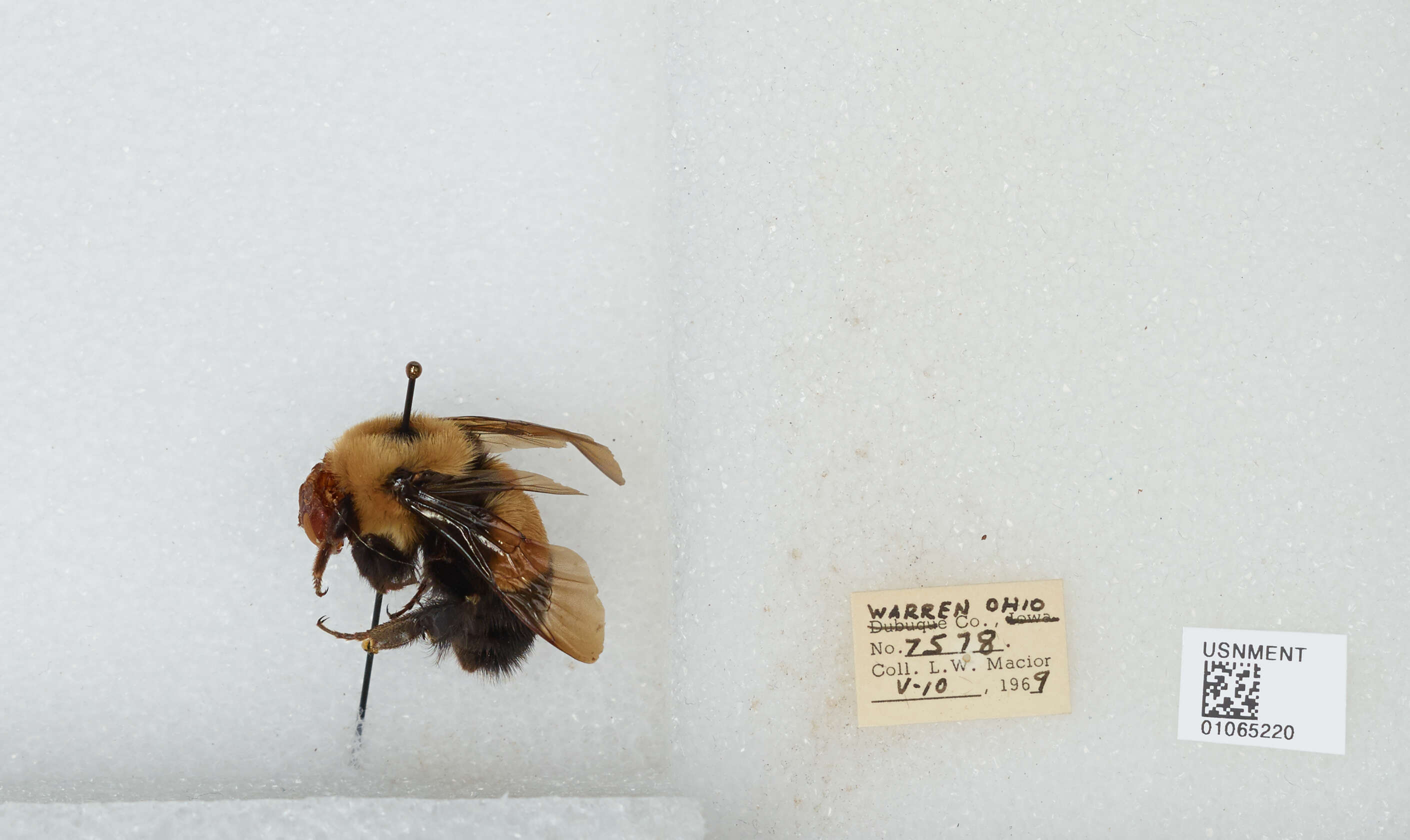 Слика од Bombus affinis Cresson 1864