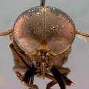 Tabanus pellus Philip 1959的圖片