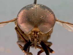 صورة Tabanus pellus Philip 1959