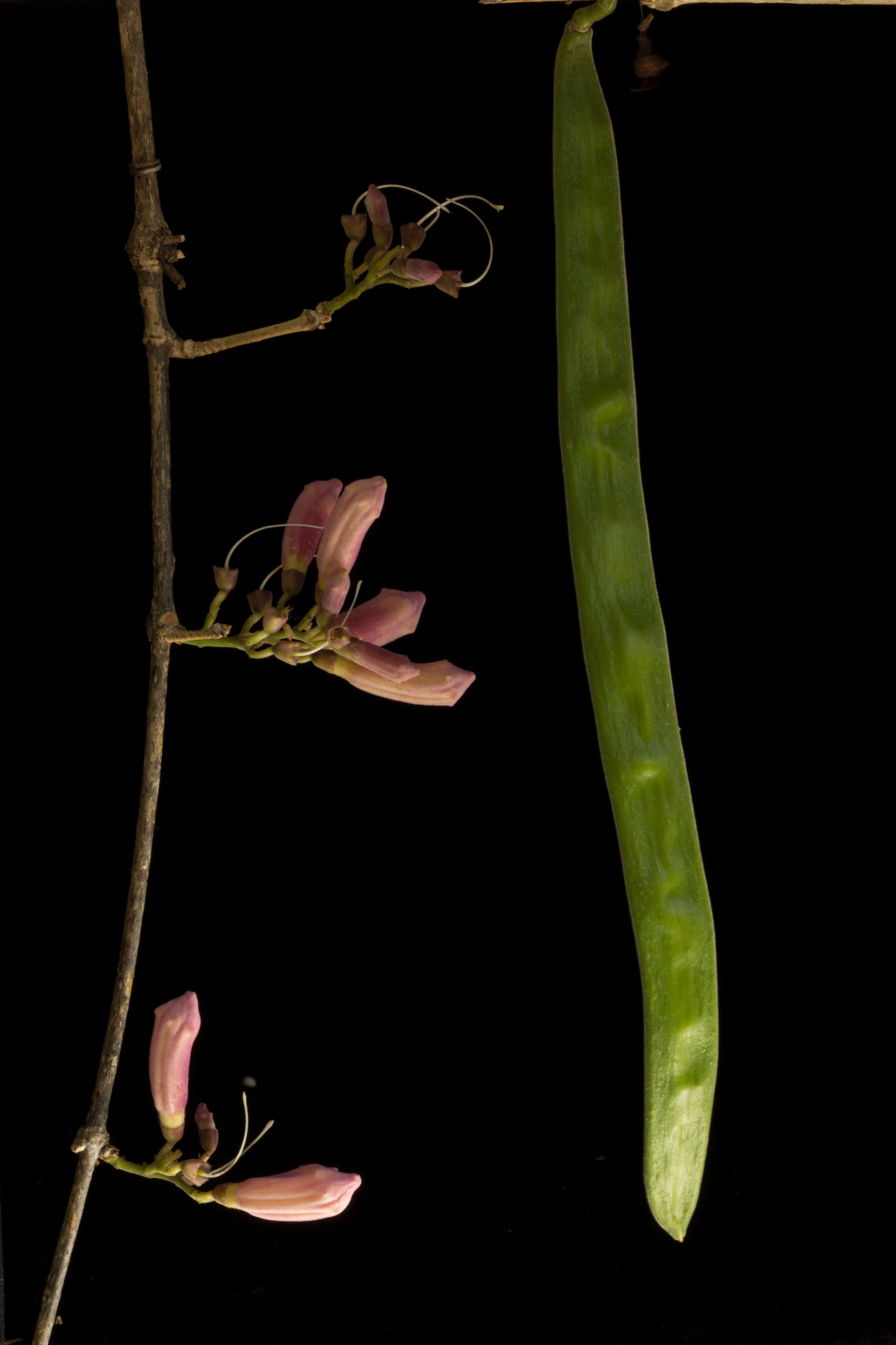 Image of Fridericia mollissima (Kunth) L. G. Lohmann