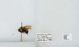 Слика од Bombus affinis Cresson 1864