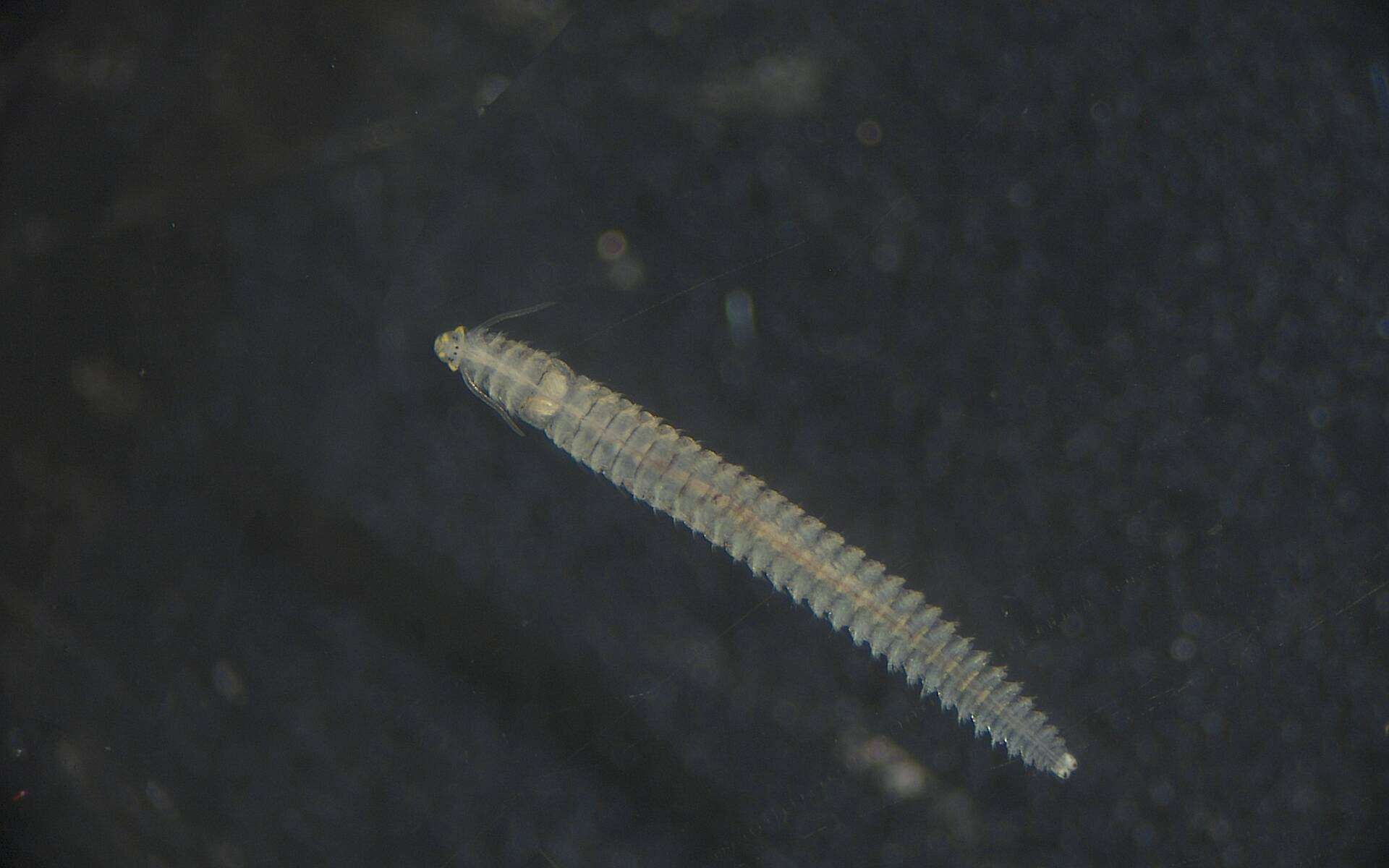 Image of Spionidae