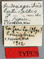 Image of Andraegoidus laticollis Tippmann 1953