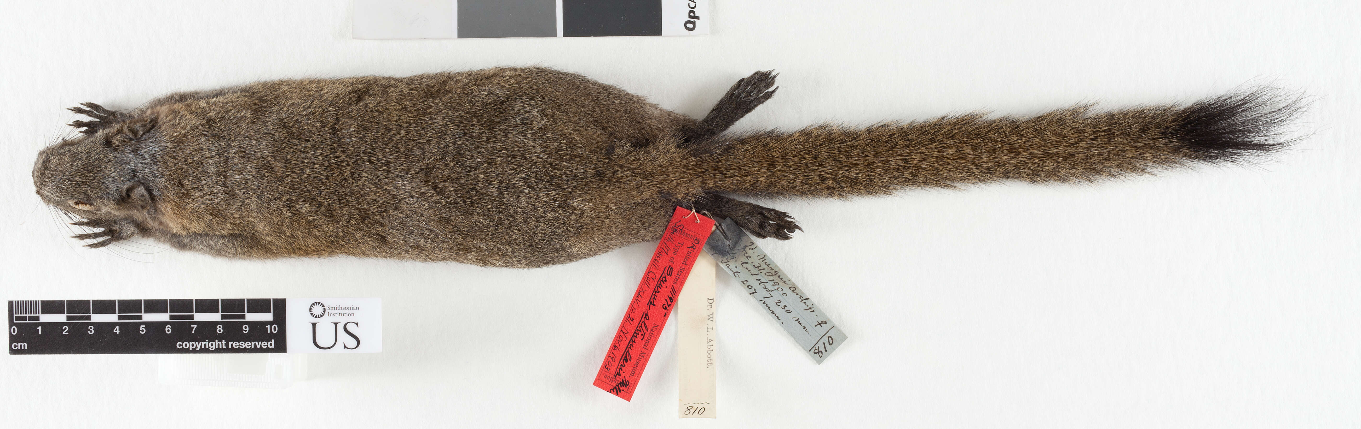 Image of Gray-bellied Squirrel