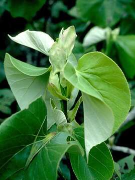 Image of Hibiscus tiliaceus L.