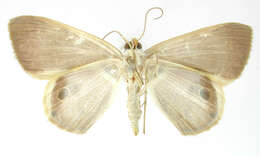 Imagem de <i>Ophthalmophora cabima</i> Schaus