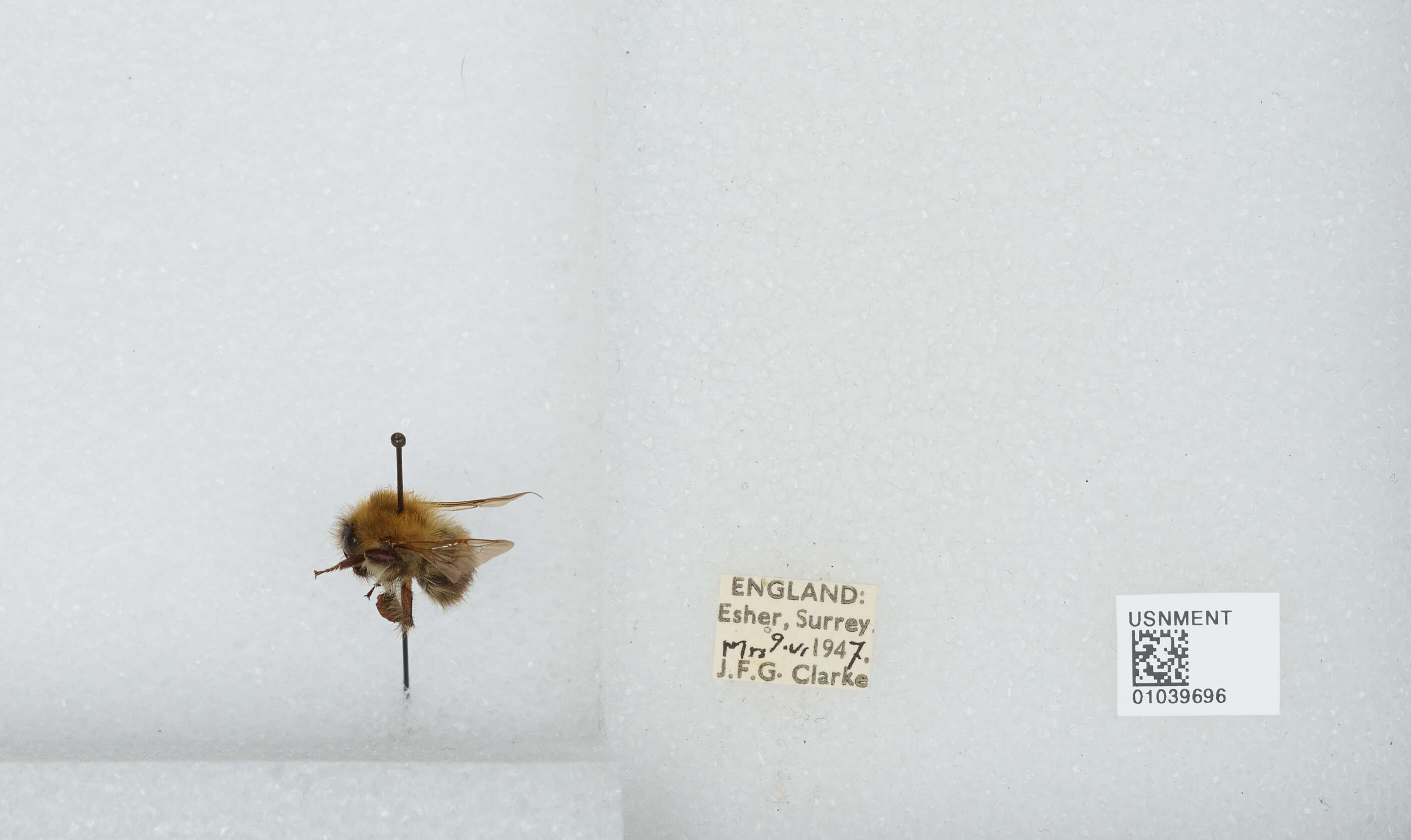 Image of Common carder bumblebee