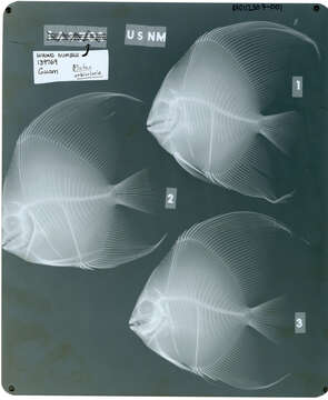 Image of Orbicular batfish