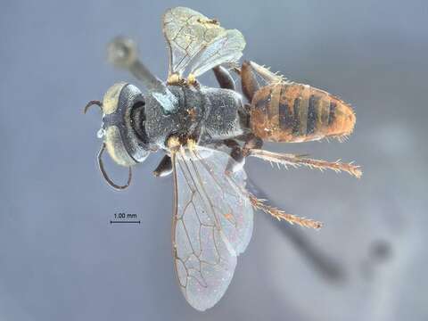 Image of Tachysphex coquilletti Rohwer 1911