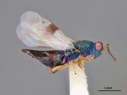 Rhopalicus pulchripennis (Crawford 1912) resmi