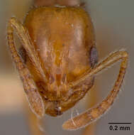 Image of Monomorium insolescens Wheeler 1934