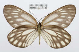 Image of Aporia largeteaui (Oberthür 1881)