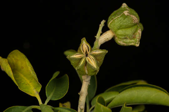 Image of Esenbeckia berlandieri subsp. litoralis (Donnell-Smith) Kaastra