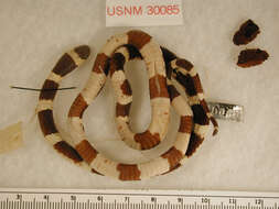 Image of Oaxacan Coral Snake