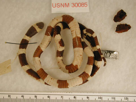 صورة Micrurus ephippifer (Cope 1886)