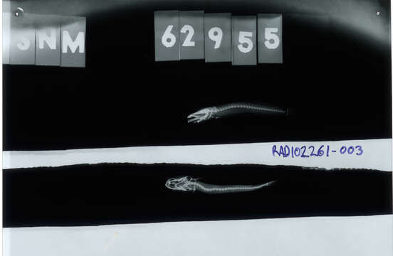 صورة Luciogobius koma (Snyder 1909)